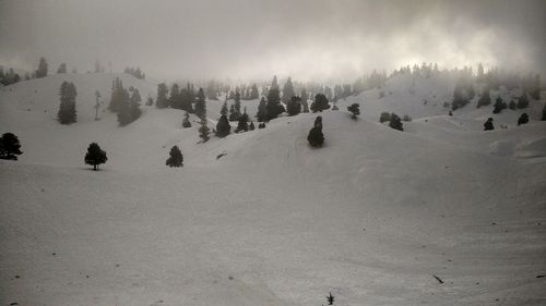 Panoramic view of trees on snow against sky