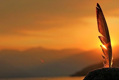 Close-up of feather against orange sky