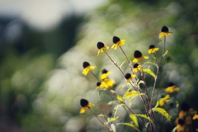 Close-up of yellow flowers