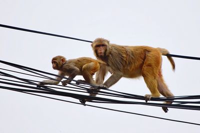 Low angle view of monkey hanging against sky