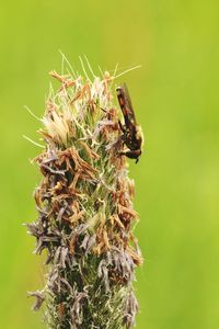 Close-up of insect on flower