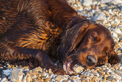 Close-up of a dog lying on pebbles