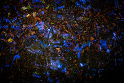 Full frame shot of trees at night