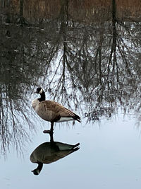 Bird perching on a lake