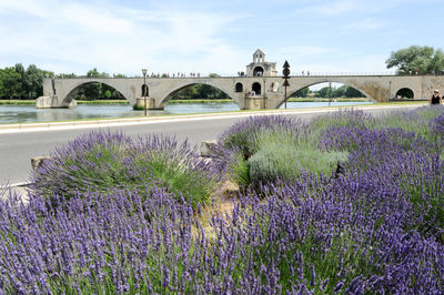 Purple flowering plants by arch bridge against sky