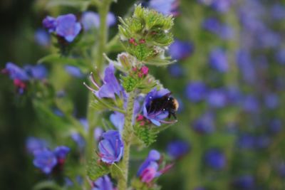 Close-up of honey bee pollinating on purple flower