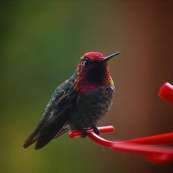 Close-up of a bird