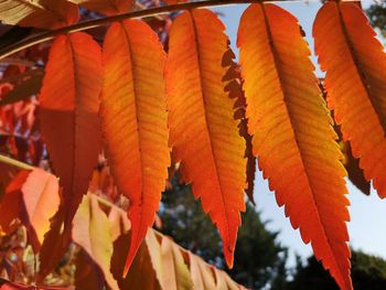 Low angle view of autumn leaves