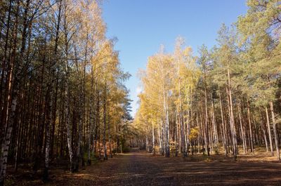 Trees in forest against sky during autumn