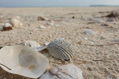 Seashells on the beautiful sandy beach in the morning.