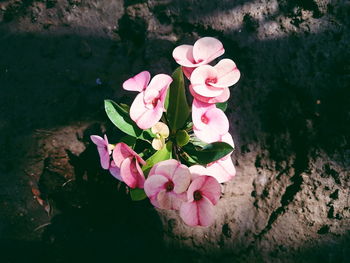 Close-up of pink flowers blooming outdoors