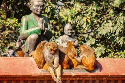 Monkey sitting on tree