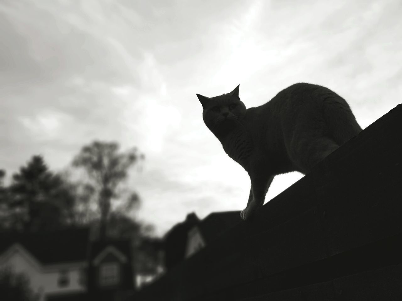 SILHOUETTE OF CAT ON HOUSE