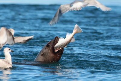 Side view of sea lion with catch