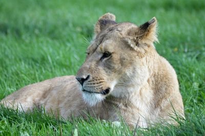 Close-up of lion lying on grass