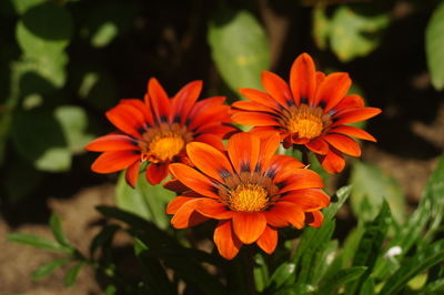 Close-up of orange flowering plants