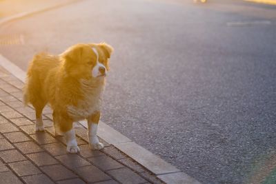 Dog walking on road