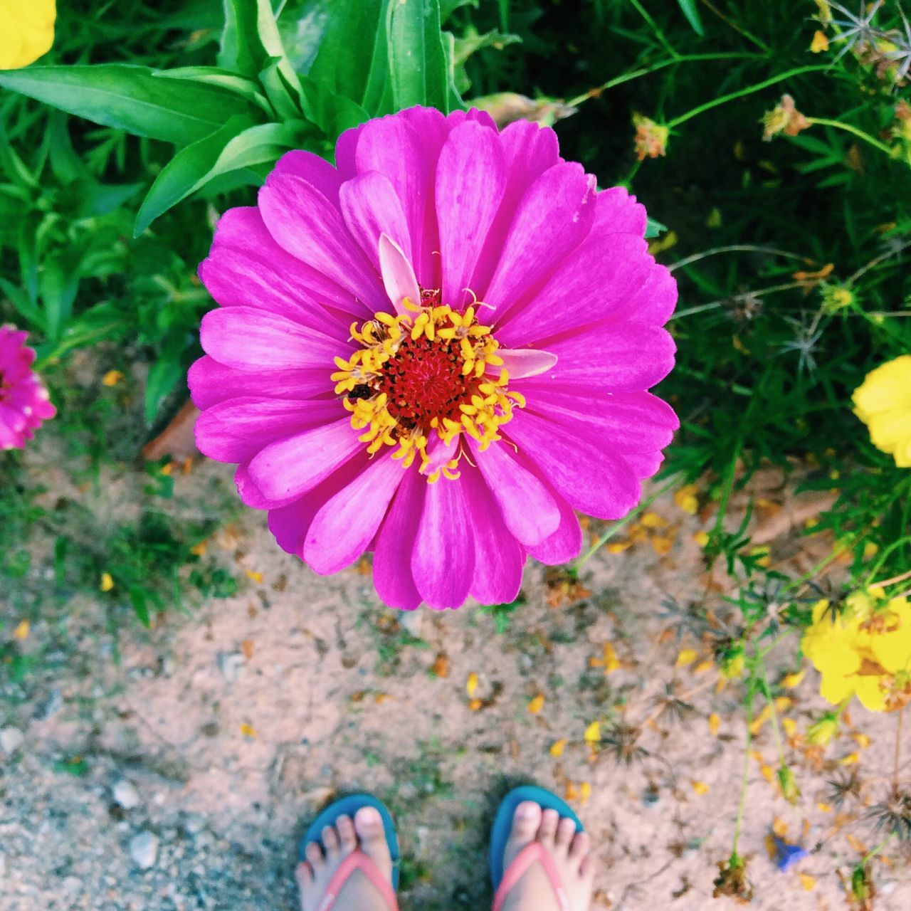 flower, petal, freshness, fragility, high angle view, pink color, personal perspective, flower head, low section, person, beauty in nature, nature, plant, growth, directly above, unrecognizable person, part of