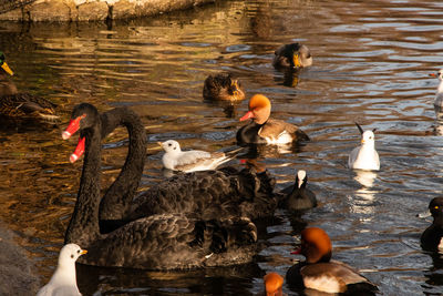 High angle view of swans swimming in lake