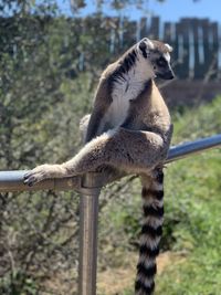 View of monkey on wooden post