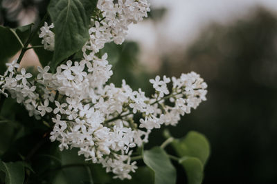 Close-up of white flowering plant