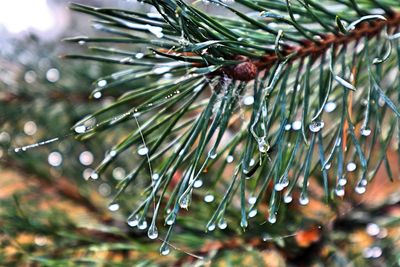 Close-up of raindrops on pine tree