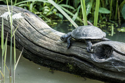 Close-up of shell on the lake