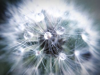 Close-up of dandelion flower