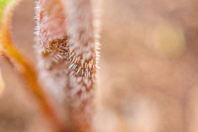 Close up of sunlight