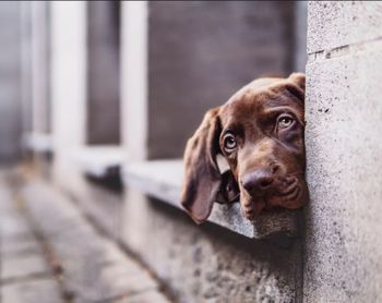 Close-up portrait of dog peeking