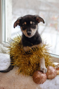 Adorable black and tan puppy is sitting on a white plaid with christmas decorations near a window.