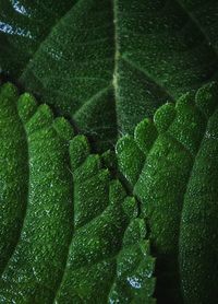 Full frame shot of water drops on leaf