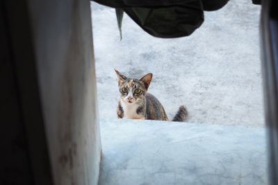 Portrait of cat sitting outdoors