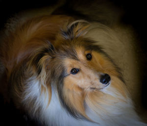 Shetland sheepdog close up looking at the camera