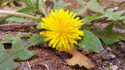 Close-up of yellow flower blooming in field