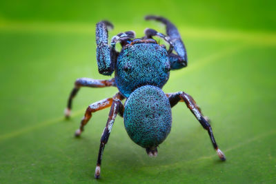 Close-up of insect on leaf