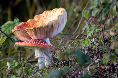 Close-up of fly agaric mushroom on field