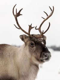 Close-up of deer