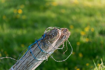 Close-up of lizard on wooden post