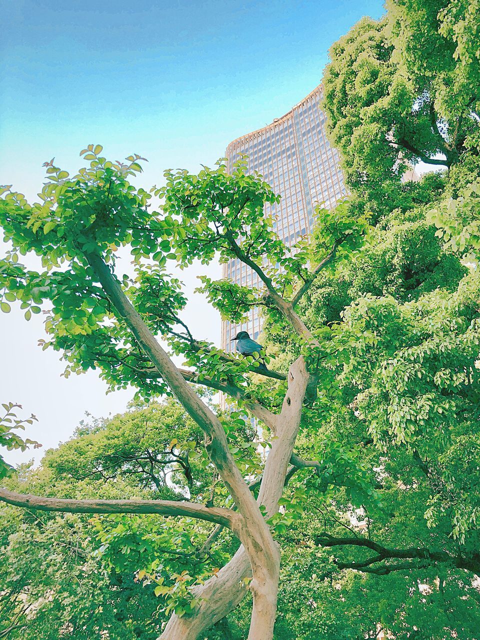 LOW ANGLE VIEW OF TREE AGAINST BUILDING