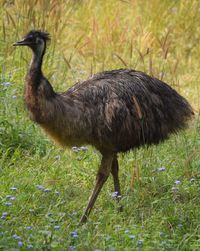 Emu bird on grass