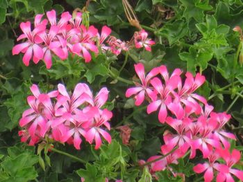 High angle view of pink flowering plants