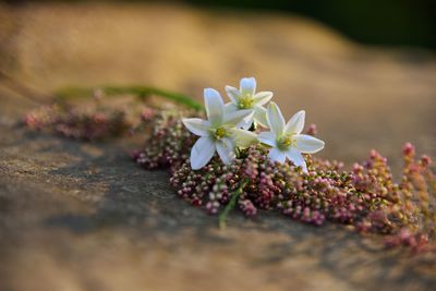 Close-up of white flowering plant