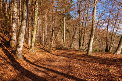 Trees in forest