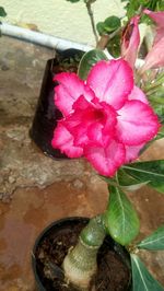 Close-up of wet flower