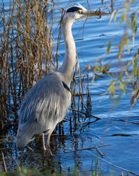 Close-up of gray heron in lake