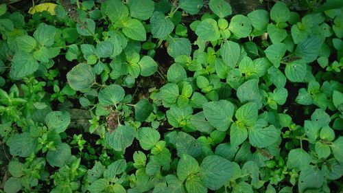 Full frame shot of fresh green plants