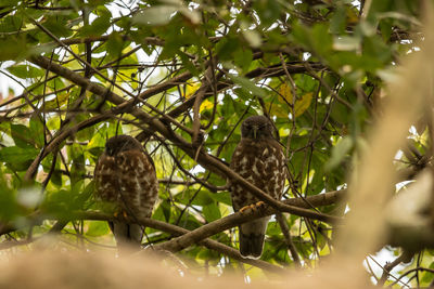 Low angle view of birds perching on tree