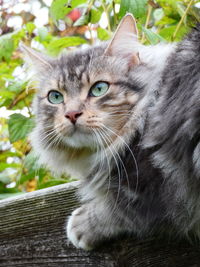 Close-up portrait of a cat