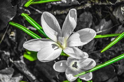 Close-up of crocus blooming outdoors